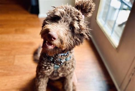 Are Labradoodle Good Family Dogs: Great Family Pets