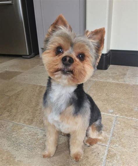 59 Best Yorkie Haircuts for Males and Females - The Paws in 2022 ...