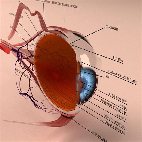 Anatomy Human Eye Cross Section 3D Model - Kezan's Portfolio