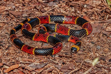 Eastern Coral Snake: Range, Behavior, and All About Their Venom