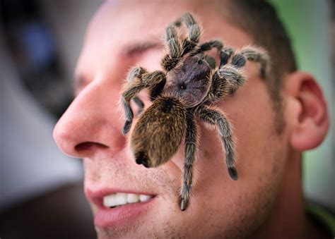 What is the biggest spider in the world? These are largest arachnids.