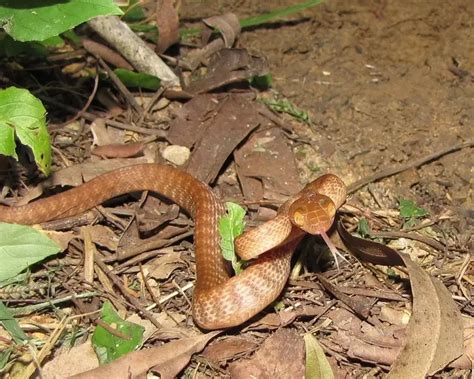 Brown Tree Snake - Facts, Diet, Habitat & Pictures on Animalia.bio