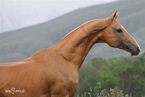 Turkoman Horse Breed (History, Characteristics & Much More)