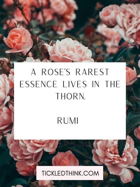 60+ Rose Quotes about Life and Love - Tickled Think