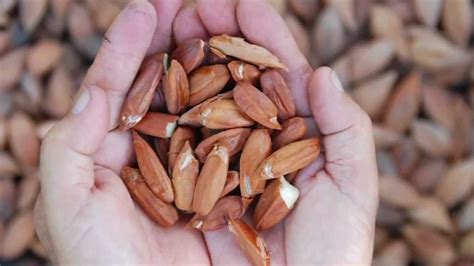 Health benefits of pili nuts | Healthy nuts, Health, Pili nut