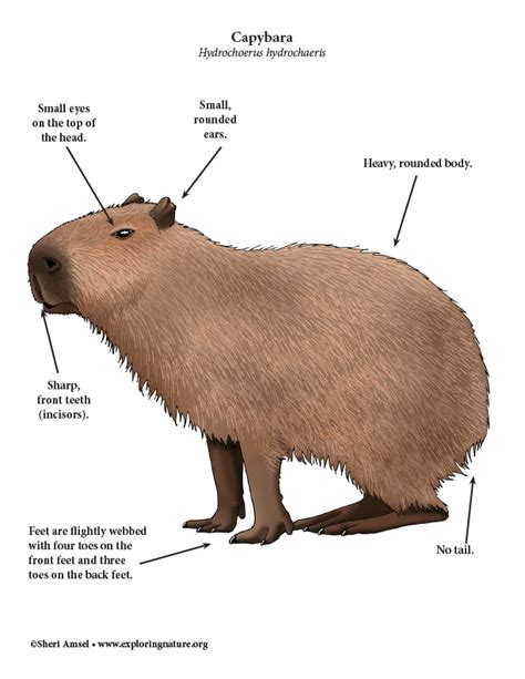 Capybara