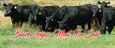 Black Angus – Welcome To Deep Valley Farms