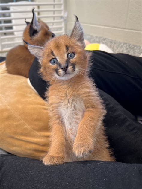 Caracal Kittens Are Growing Up Fast! - ZooBorns