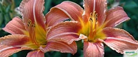 Hemerocallis fulva von Bruns Pflanzen