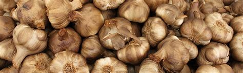 Garlic Recipes | Cooking With Garlic | the Garlic Farm