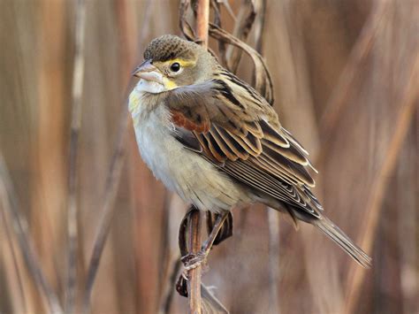 Dickcissel - eBird