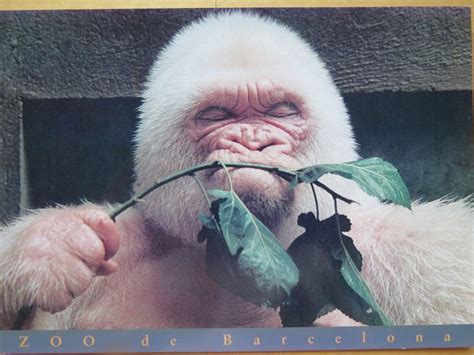 Snowflake, the white gorilla in Barcelona zoo | Albino animals, Gorilla ...