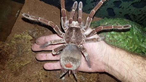 Meet the f***en Goliath Birdeater, largest tarantula in the world