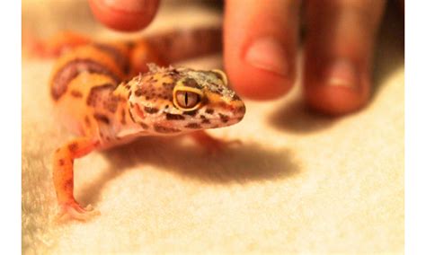 Leopard Gecko Introduction To Breeding - A Step-by-step Guide - Reptile ...