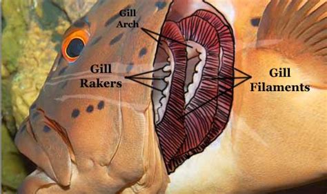 Fish Gills Labeled | Fish anatomy, Fish, Anatomy