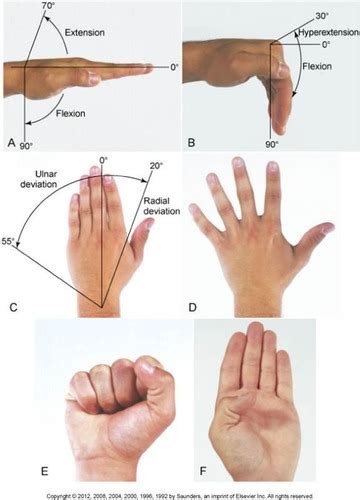 range of motion and muscle strength for musculoskeletal Flashcards ...