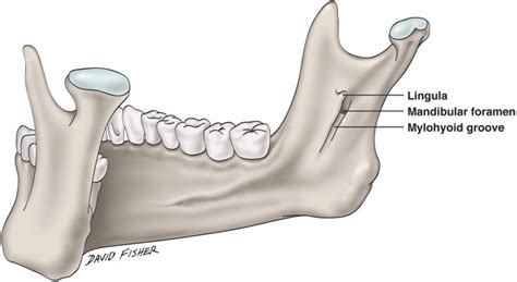 A Novel Method for Observation of the Mandibular Foramen: Application ...