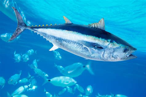 Bluefin Tuna Migration Explained (Updated 2023)