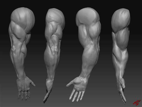 Muscular Arms Sculpted by RAM by robertmarzullo on DeviantArt