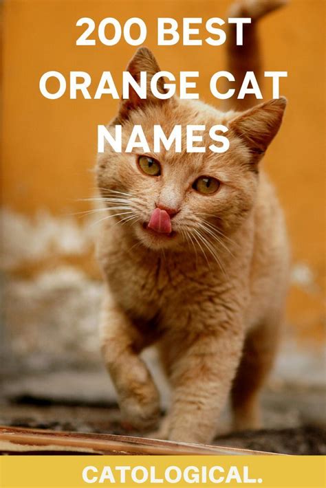 Top 200+ Names For Orange Cats: Funny, Traditional, Unique, And More ...