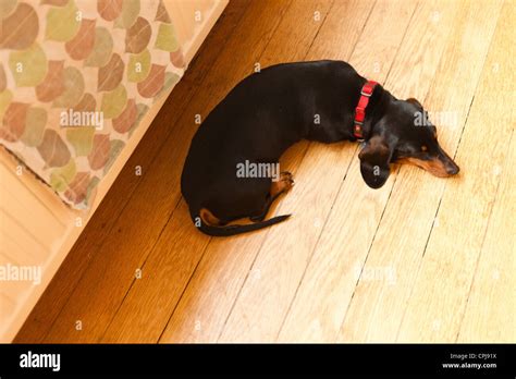 Portrait of a sleeping dachshund Stock Photo - Alamy