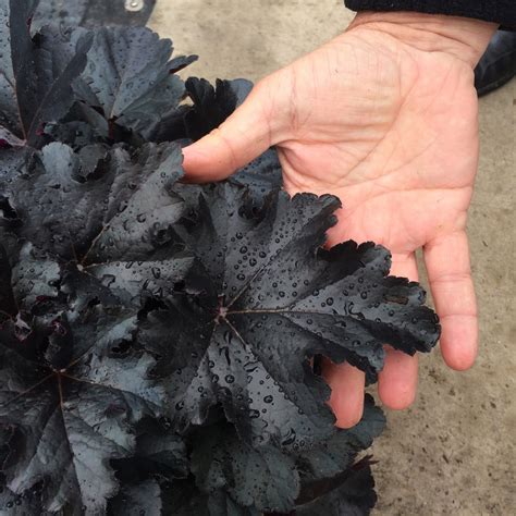 Primo® 'Black Pearl' - Coral Bells - Heuchera hybrid | Proven Winners