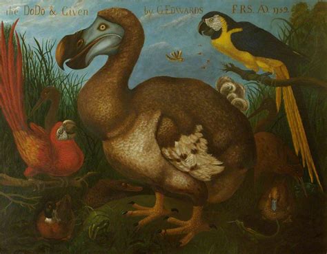 Dodo Bird Painting at PaintingValley.com | Explore collection of Dodo ...