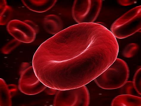 Human Red Blood Cells