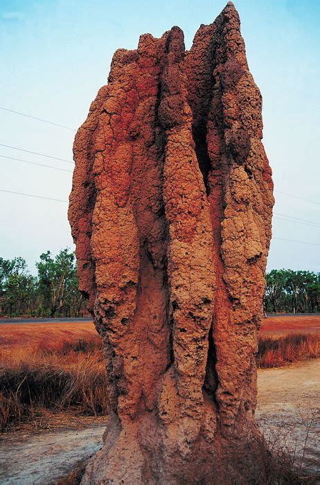 Free mound building termites Photos & Pictures | FreeImages