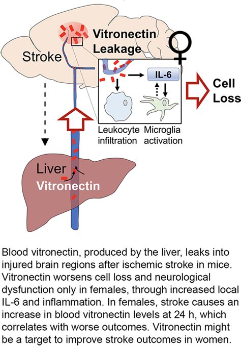 Blood Vitronectin Induces Detrimental Brain Interleukin-6 and ...