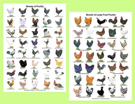 A4 Posters. Breeds of Poultry, 2 Different Posters - Etsy | Chicken ...