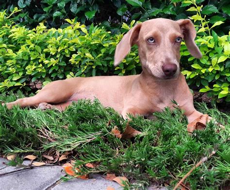 Weimaraner Mixes: 23 Different Weimaraner Crossbreeds - K9 Web