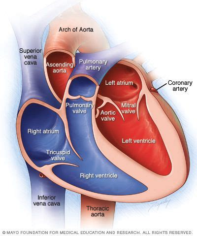 How Many Chambers Does the Heart Have