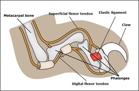 Cat Paw Anatomy Diagram - Cat's Blog