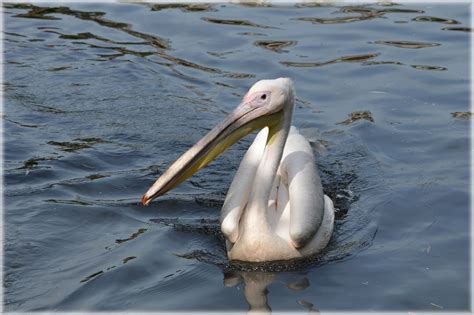 Pink Pelican 05 Free Stock Photo - Public Domain Pictures