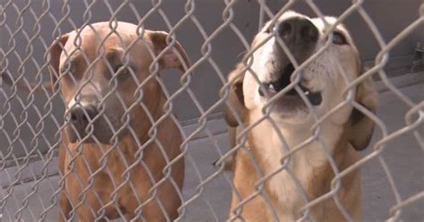 Front Street Animal Shelter Offering Free Dog Adoptions - CBS Sacramento