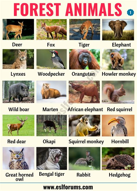 Forest Animals: List of Animals That Live in the Forest with ESL ...