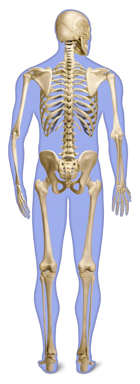 Number of Bones in Human Body | Skeleton Facts | DK Find Out