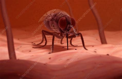 Tsetse fly - Stock Image - F002/1512 - Science Photo Library