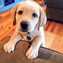 Puppy Dog Eyes Meme GIFs | Tenor