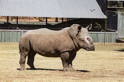 An Extraordinary Victory in the Heartbreaking World of Rhino Poaching ...