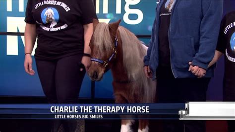 Charlie the Miniature Therapy Horse