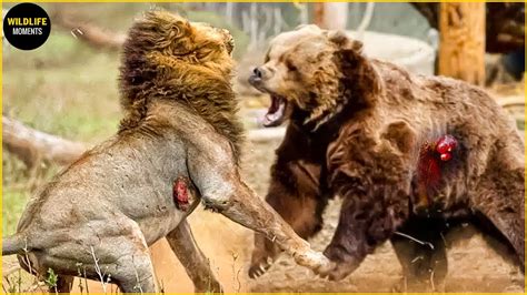 45 EPIC MOMENTS LION VS TIGER VS BEAR FIGHT TO THE LAST BREATH - YouTube