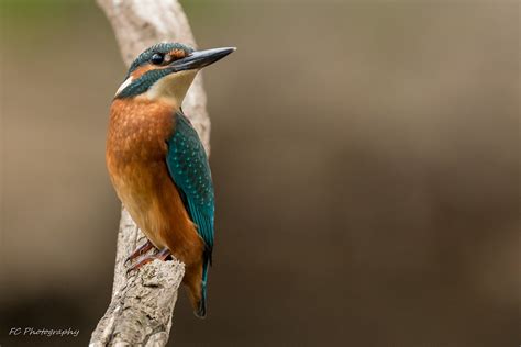 Kingfisher (Alcedinidae) at the River Rur, The Netherlands… | Flickr