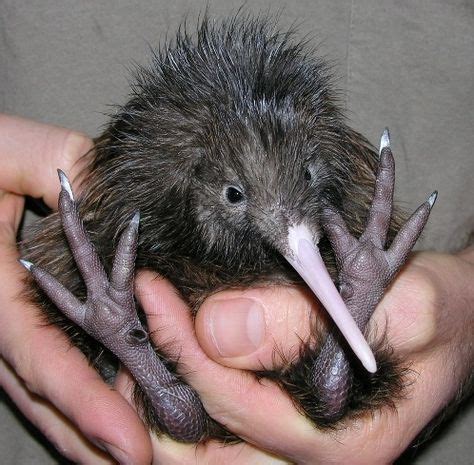 Kiwi are flightless birds endemic to New Zealand, The size of a ...