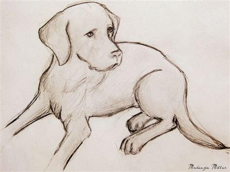 Labrador Drawing by SweetSurrender13 on deviantART | Animal drawings ...