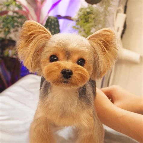 Yorkie | Yorkie haircuts, Yorkie puppy haircuts, Yorkie puppy