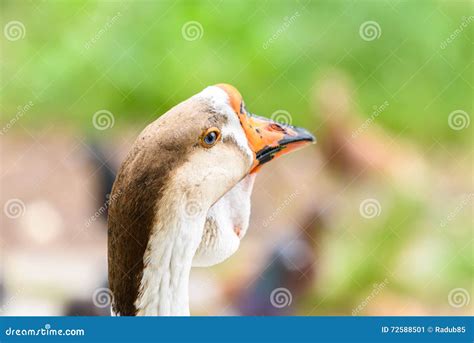 Domestic Farm Goose Portrait Stock Image - Image of neck, feather: 72588501