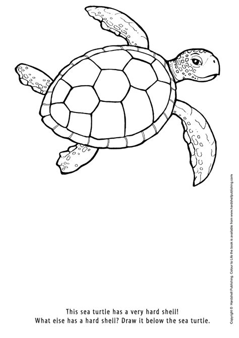 Seaturtle drawing easy - tyrededge