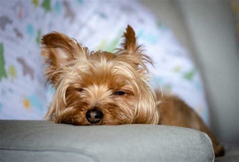 Home Remedies for Dog Lethargy - PatchPuppy.com